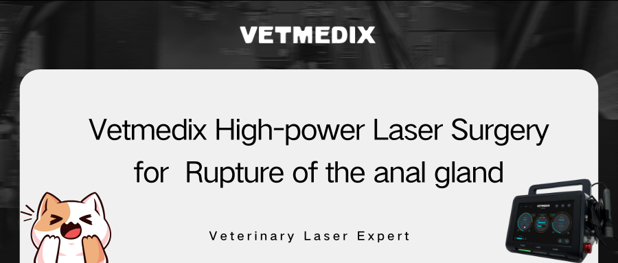 VETMEDIX Case Sharing丨การผ่าตัดด้วยเลเซอร์กำลังสูงเพื่อการแตกของต่อมทวารหนัก
