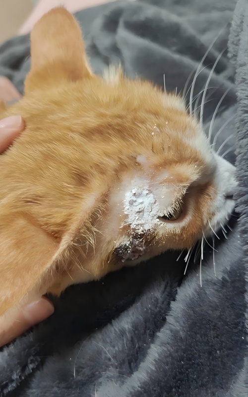 Vetmedix Case Sharing丨กรณีการประยุกต์ใช้เลเซอร์บำบัดพลังงานสูงในการรักษาแผลที่ผิวหนัง