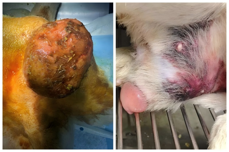 การแบ่งปันกรณีของ Vetmedix 丨การประยุกต์ใช้การบำบัดด้วยเลเซอร์พลังงานสูงในการรักษาต่อมลูกหมากโต