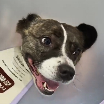 รายงานกรณีของ Vetmedix 丨การใช้เลเซอร์บำบัดโดยสัตวแพทย์ในการรักษาโรคประสาทอักเสบเฉียบพลันในผู้ป่วยสุนัข