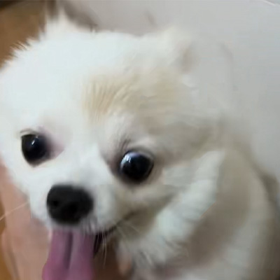 Vetmedix Case Sharing丨กรณีการใช้เลเซอร์พลังงานสูงในการรักษากลากในสุนัข