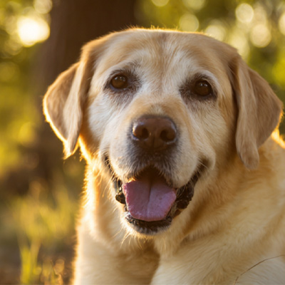 การแบ่งปันกรณีของ VetMedix丨กรณีการประยุกต์ใช้การรักษาด้วยเลเซอร์พลังงานสูงในการรักษาเนื้องอกในช่องท้องที่ไม่รักษาหลังผ่าตัด